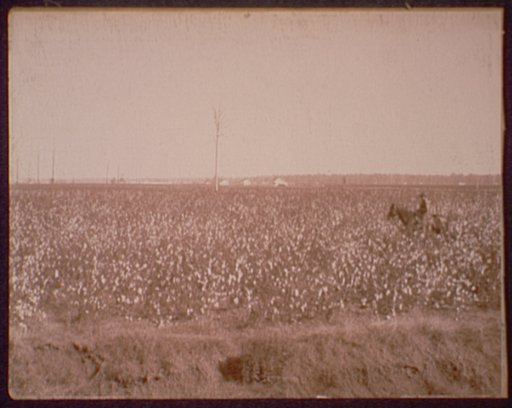 Cotton fields at Dahomey, Miss.