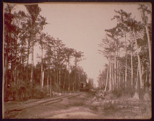 In a cypress forest, Miss.