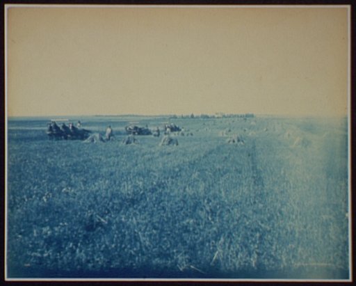 Harvest scene near Brookings, S.D.
