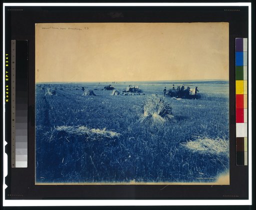 Harvest scene near Brookings, S.D.