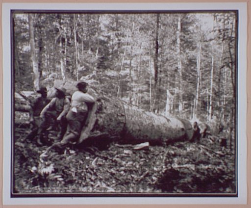 Giant Poplar of the Williams, W. Va.