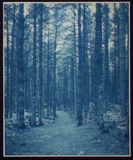 The Cathedral Woods, Intervale, White Mountains