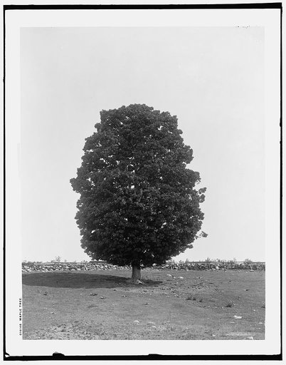 Maple tree