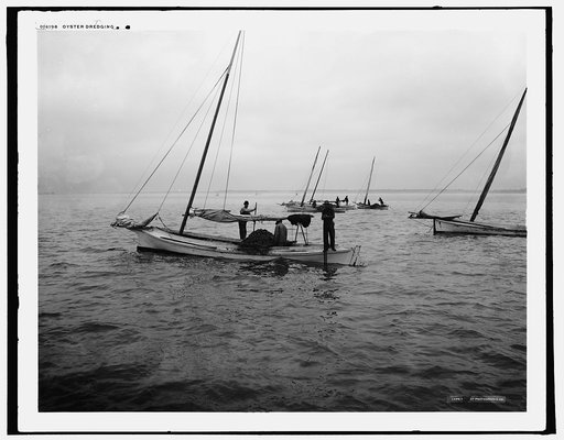 Oyster dredging