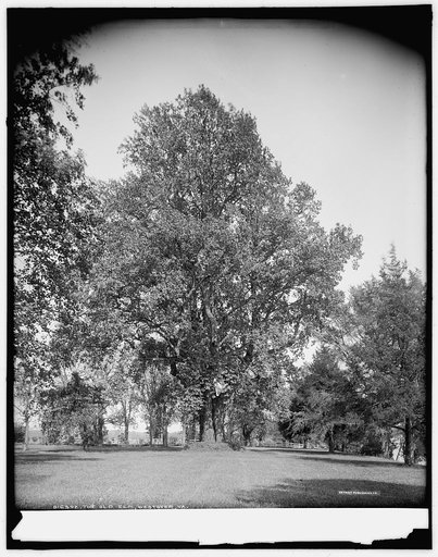 The Old elm, Westover, Va.