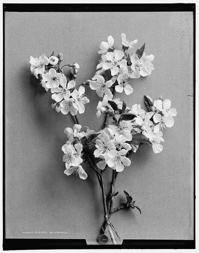 Cherry blossoms