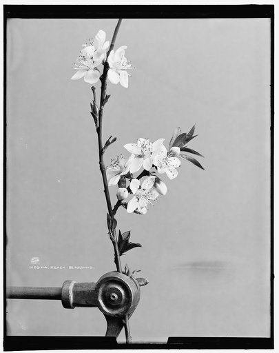 Peach blossoms