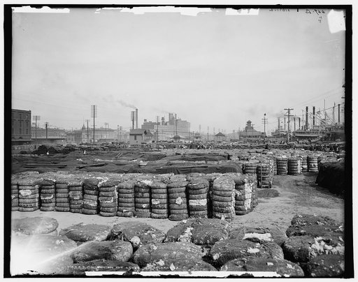 Cotton on the levee, New Orleans, La.
