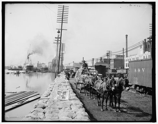 Mule teams on the levee, New Orleans, La.