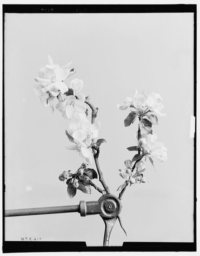 Apple blossoms