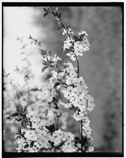 Pear blossoms