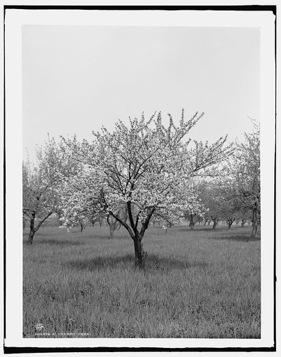 A Cherry tree