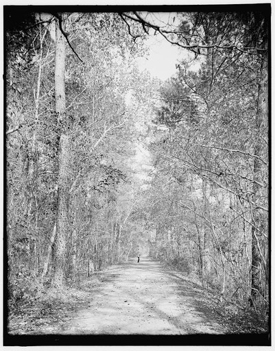 Lover's [sic] Lane, Aiken, S.C.