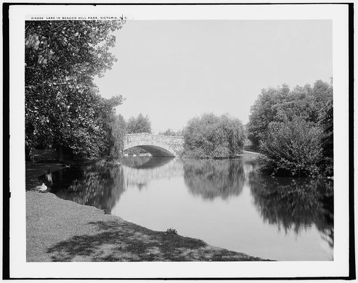 Lake in Beacon Hill Park, Victoria, B.C.