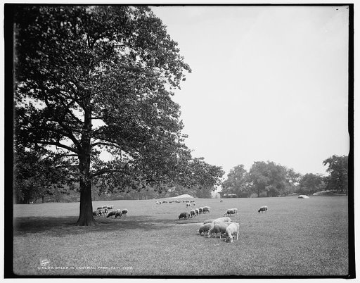 Sheep in Central Park, New York