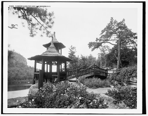 Flowers along the lake, Lake Mohonk, N.Y.