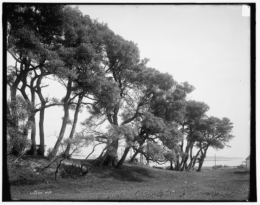 The Willows, York vicinity, Me.