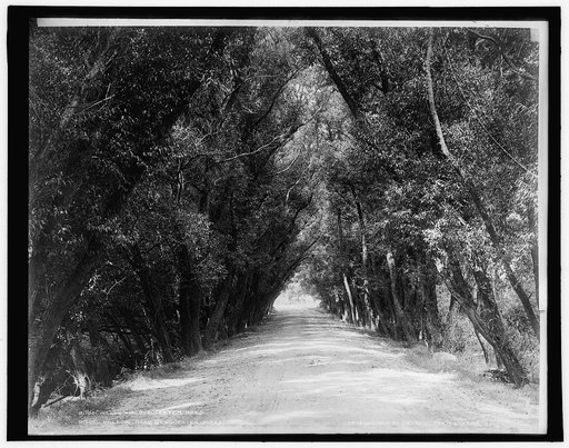 Willow Road, Gloucester, Mass.