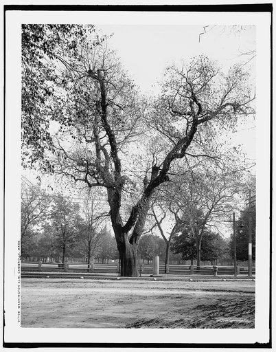 Washington Elm, Cambridge, Mass.