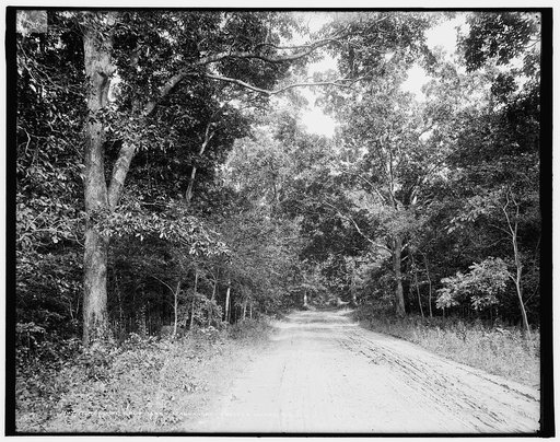Road to golf links, Manhansett [i.e. Manhanset], Shelter Island, N.Y.