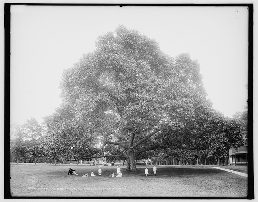 Under the great oak, Manhansett [i.e. Manhanset], Shelter Island, N.Y.