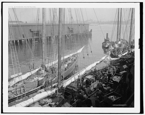 Schooners unloading fish