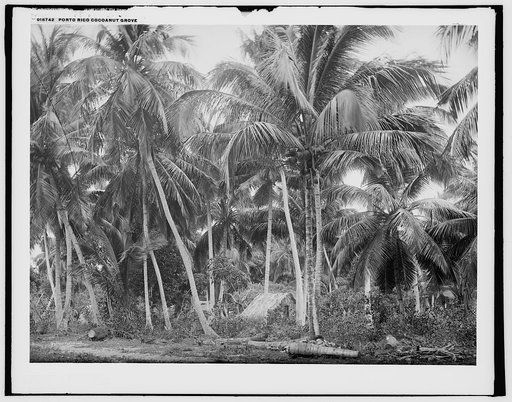 Porto Rico cocoanut grove