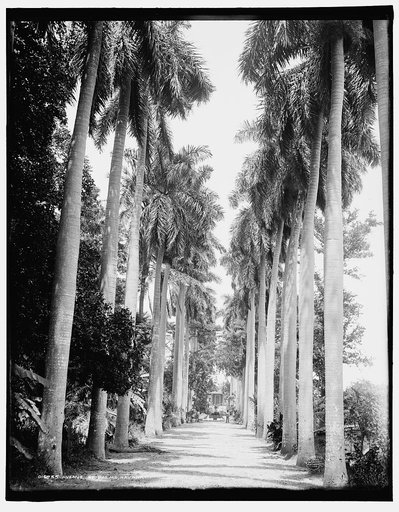 Avenue of palms, Havana