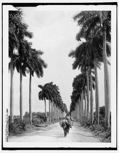 Avenue of palms, Havana
