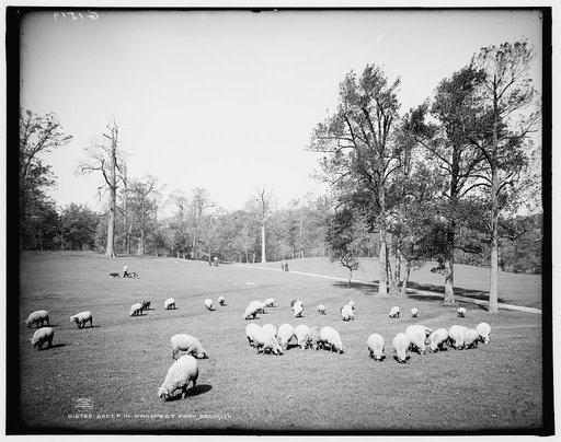 Sheep in Prospect Park, Brooklyn
