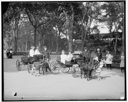 Goat carriages in Central Park, New York