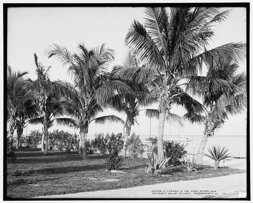 A Corner in the park, Miami, Fla.