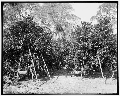 In a Florida orange grove