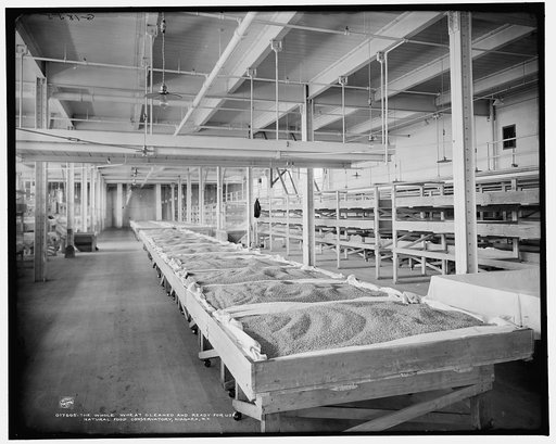 The Whole wheat cleaned and ready for use, Natural Food Conservatory, Niagara, N.Y.