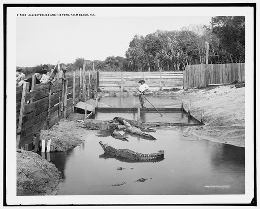Alligator Joe and his pets, Palm Beach, Fla.
