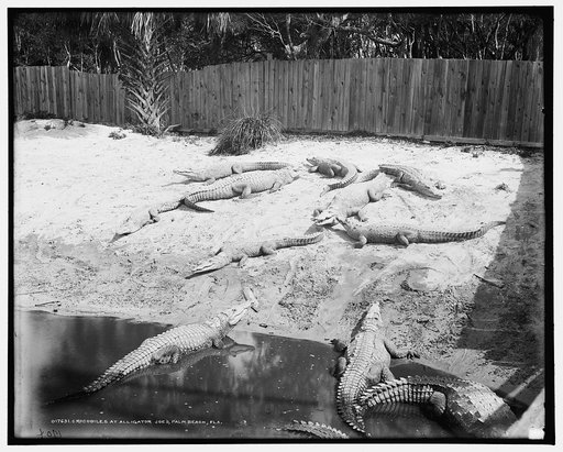 Crocodiles [i.e. alligators] at Alligator Joe's, Palm Beach, Fla.