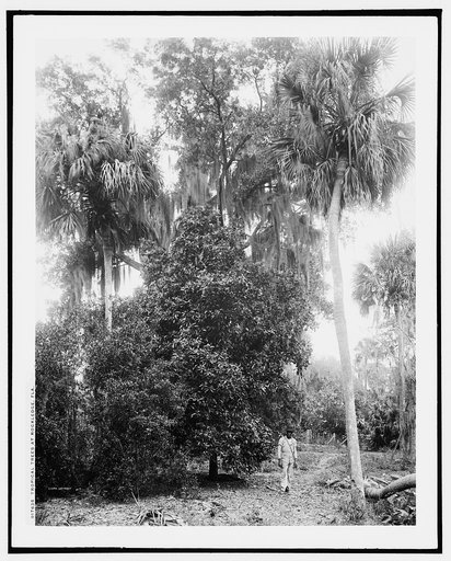 Tropical trees at Rockledge, Fla.