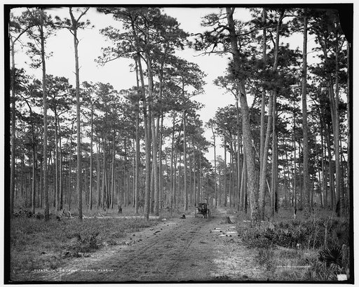 In the pine woods, Florida