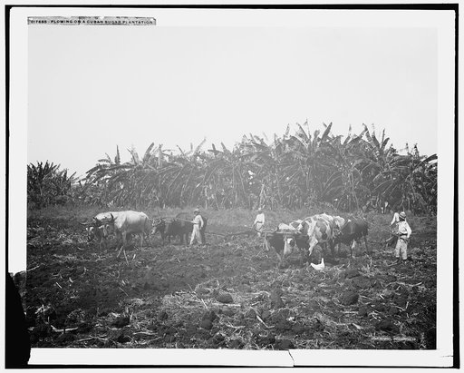 Plowing on a Cuban sugar plantation