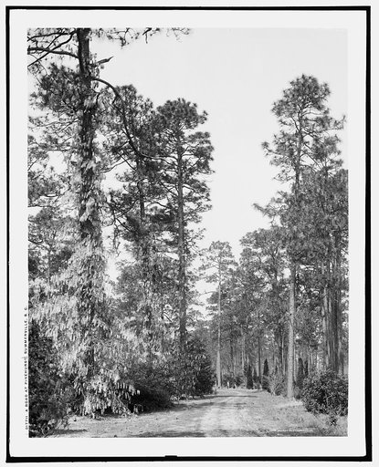A Road at Pinehurst, Summerville, S.C.