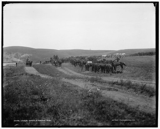 Cavalry horses at Montauk Point