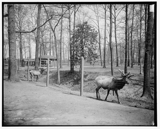 Elk in Walbridge Park, Toledo, O[hio