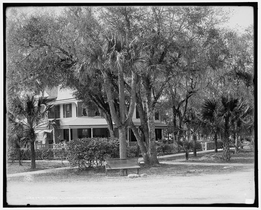 A Three-limbed palmetto tree, Daytona, Fla.