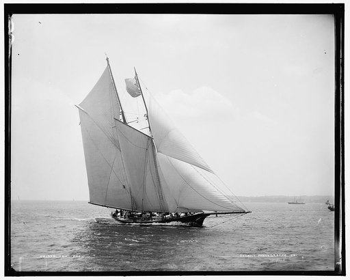 Sea Fox