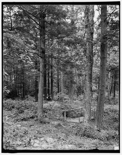 Path thro' the woods, Mt. Pocono, Pa.