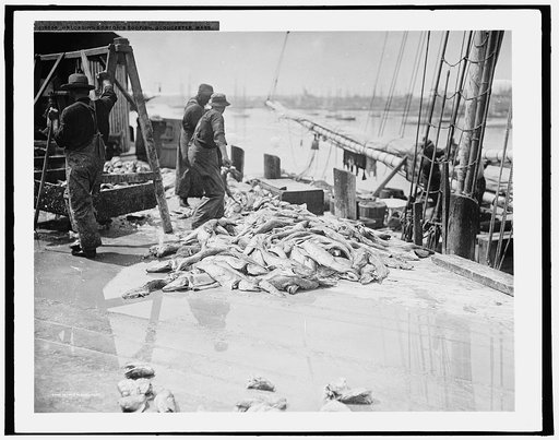 Unloading Gorton's codfish, Gloucester, Mass.