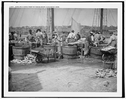 Handling a cargo from the fishing banks, Gloucester, Mass.