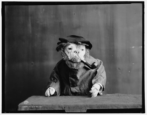 An Old sea dog