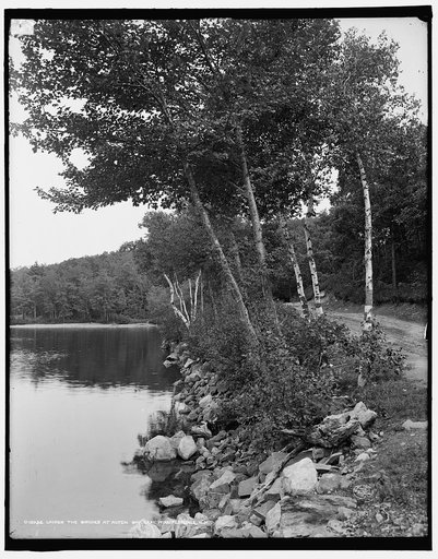 Under the birches at Alton Bay, Lake Winnipesaukee, N.H.