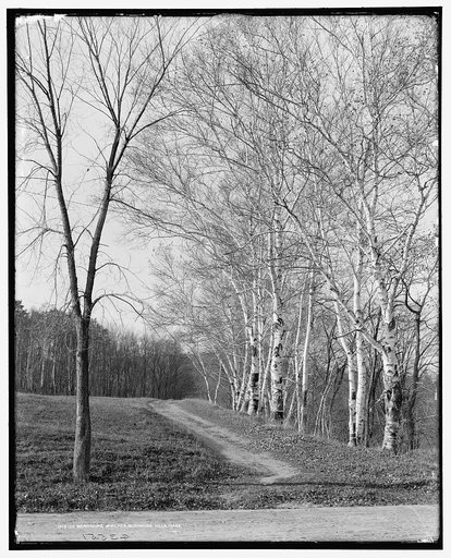 Berkshire birches, Berkshire Hills, Mass.